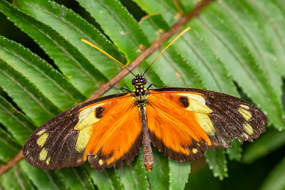 Heliconius ismenius