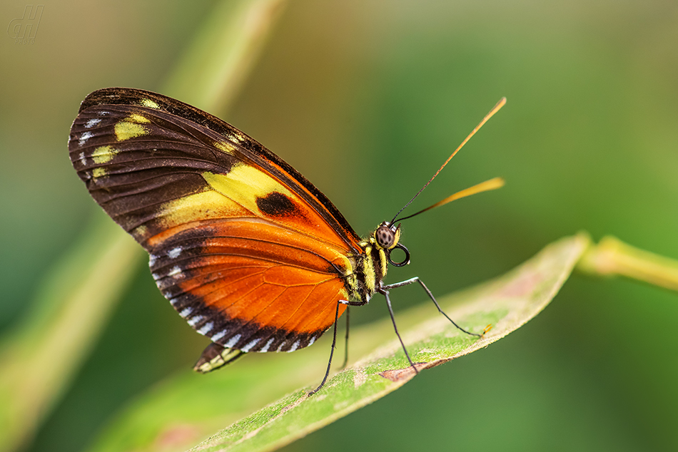 Heliconius ismenius