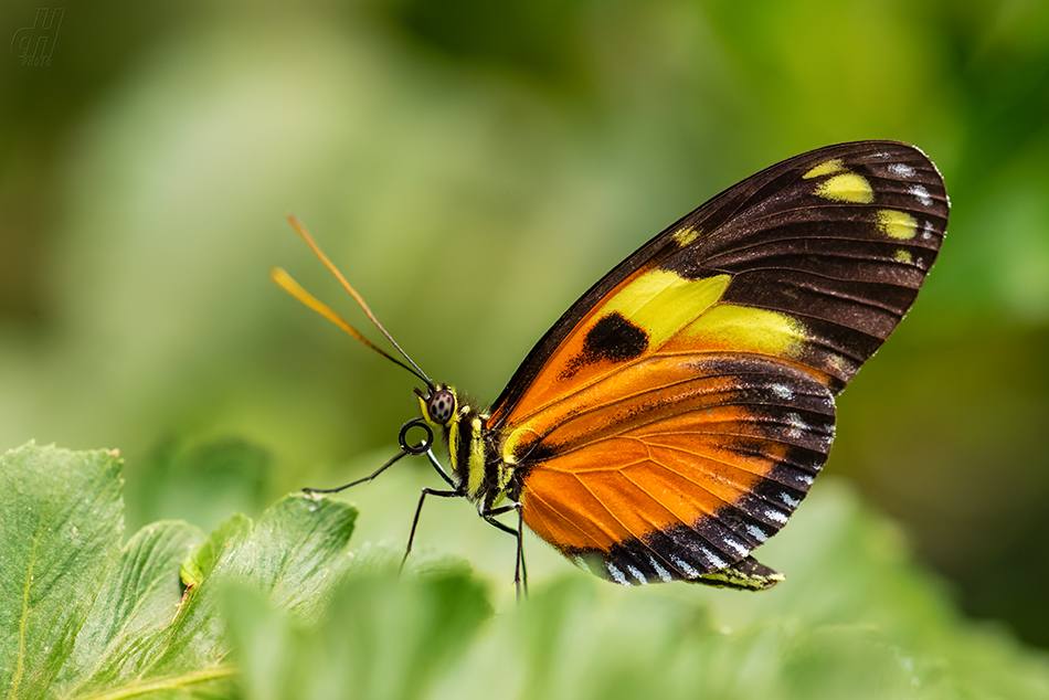 Heliconius ismenius