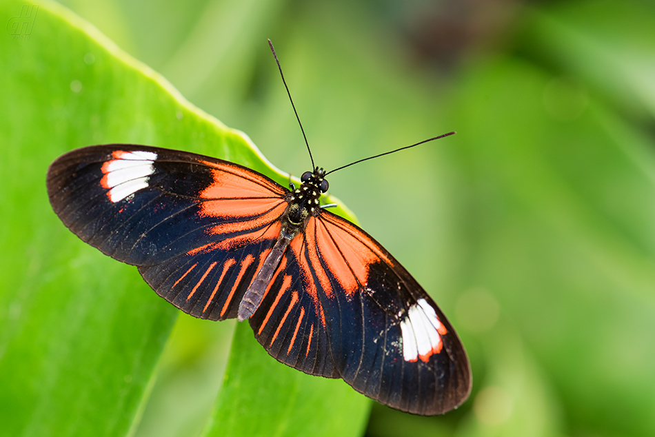 Heliconius melpomene