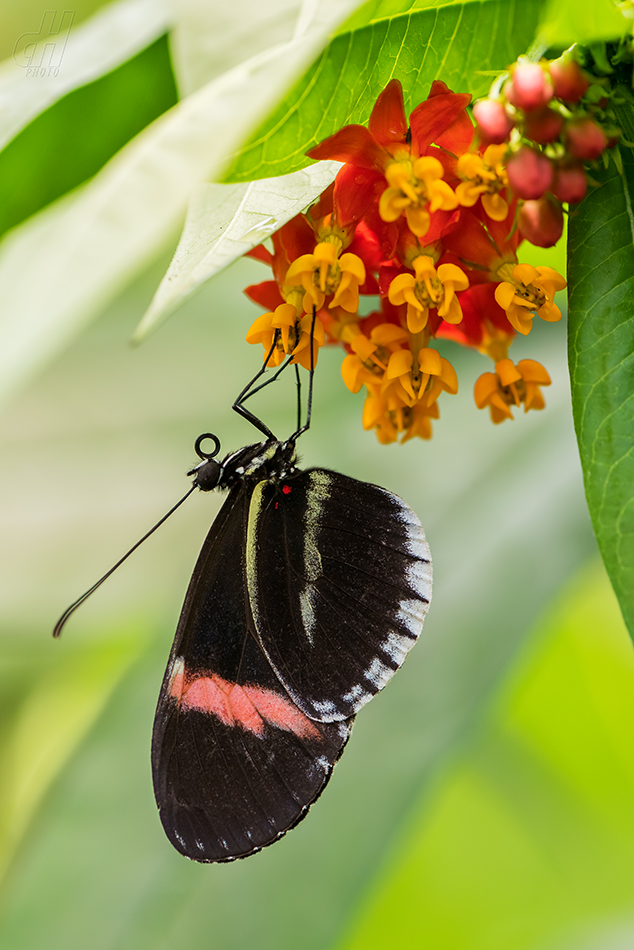Heliconius melpomene