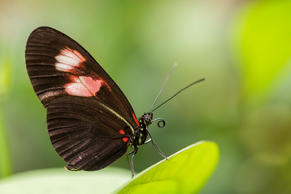 Heliconius melpomene