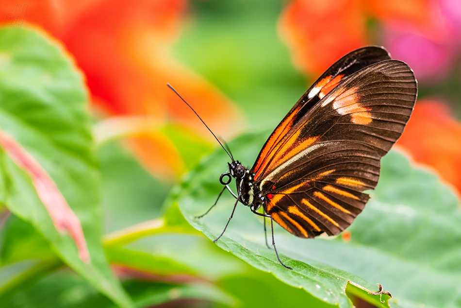 Heliconius melpomene