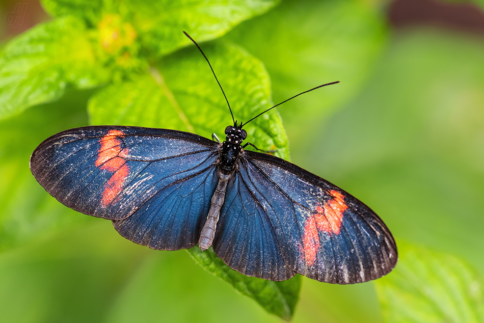 Heliconius melpomene