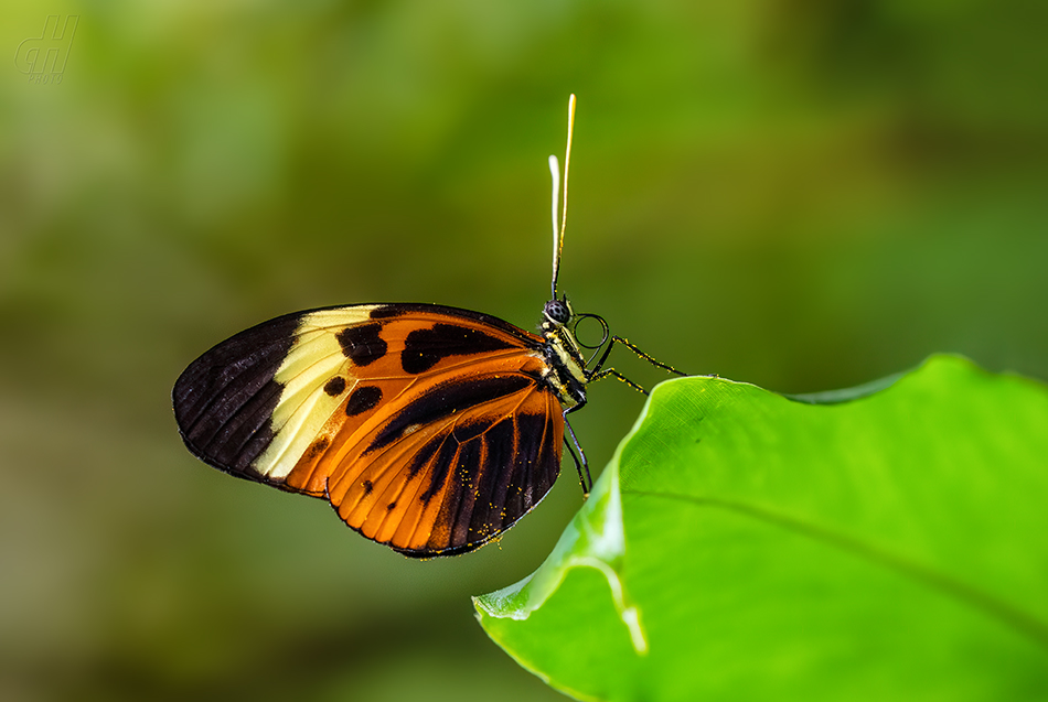 Heliconius numata