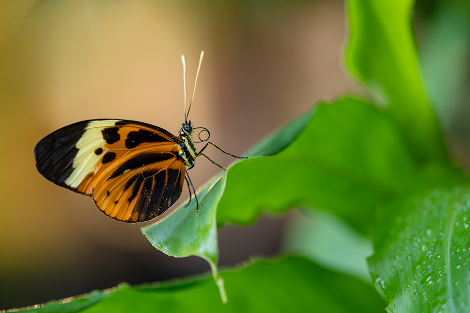 Heliconius numata