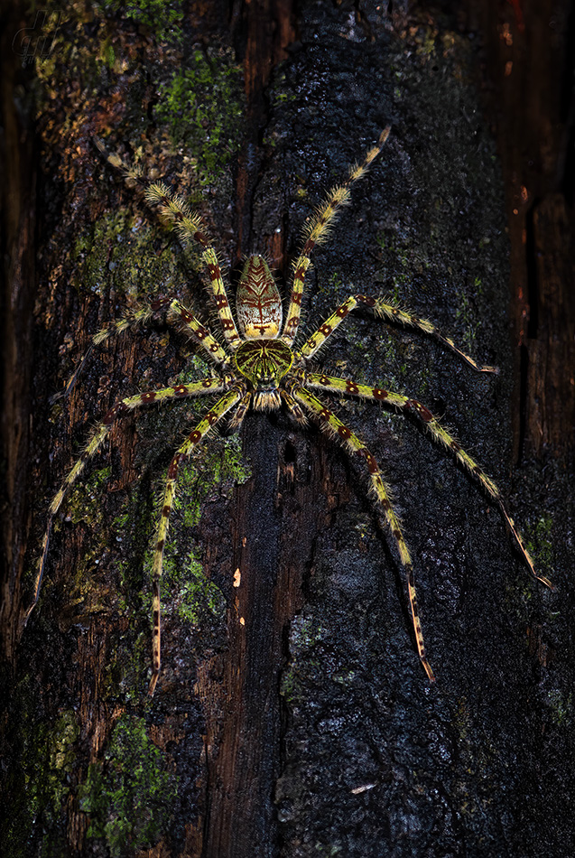 Heteropoda boiei