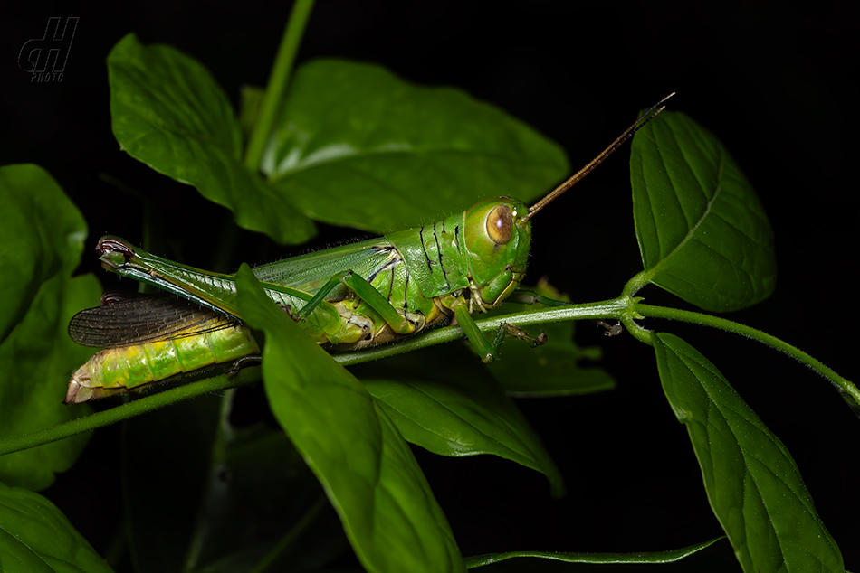 Hieroglyphus tonkinensis