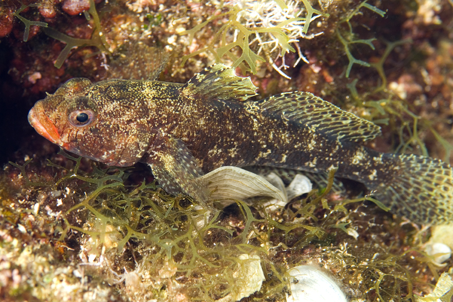 hlaváč krvavý - Gobius cruentatus