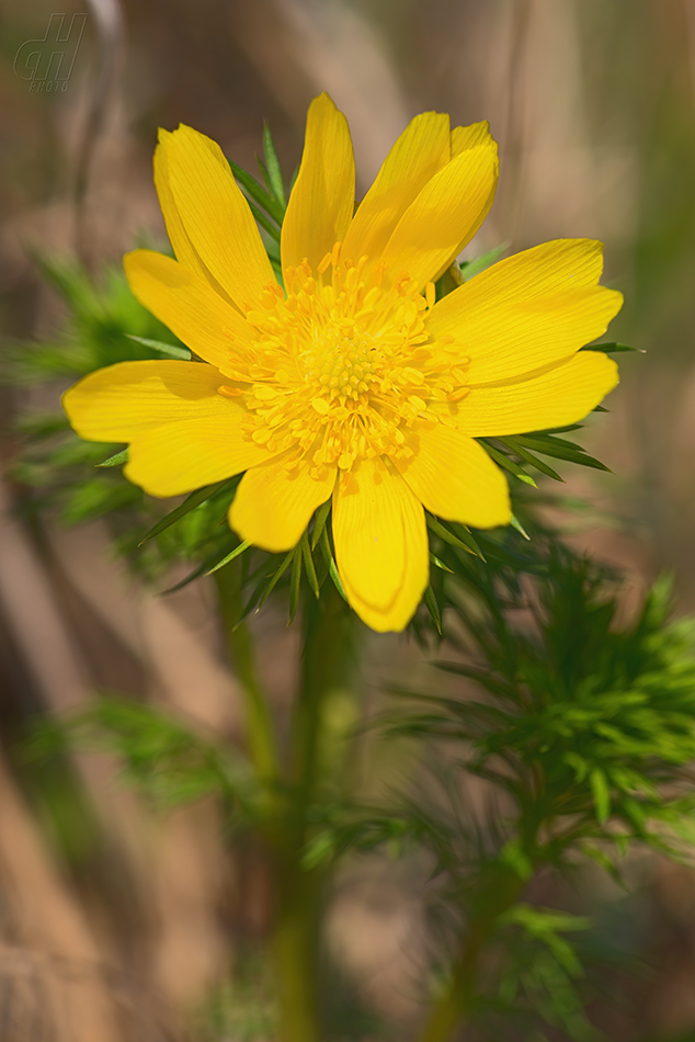 hlaváček jarní - Adonis vernalis