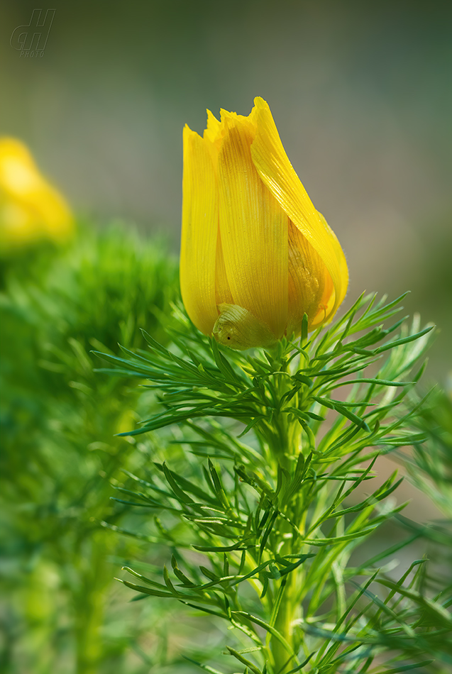 hlaváček jarní - Adonis vernalis