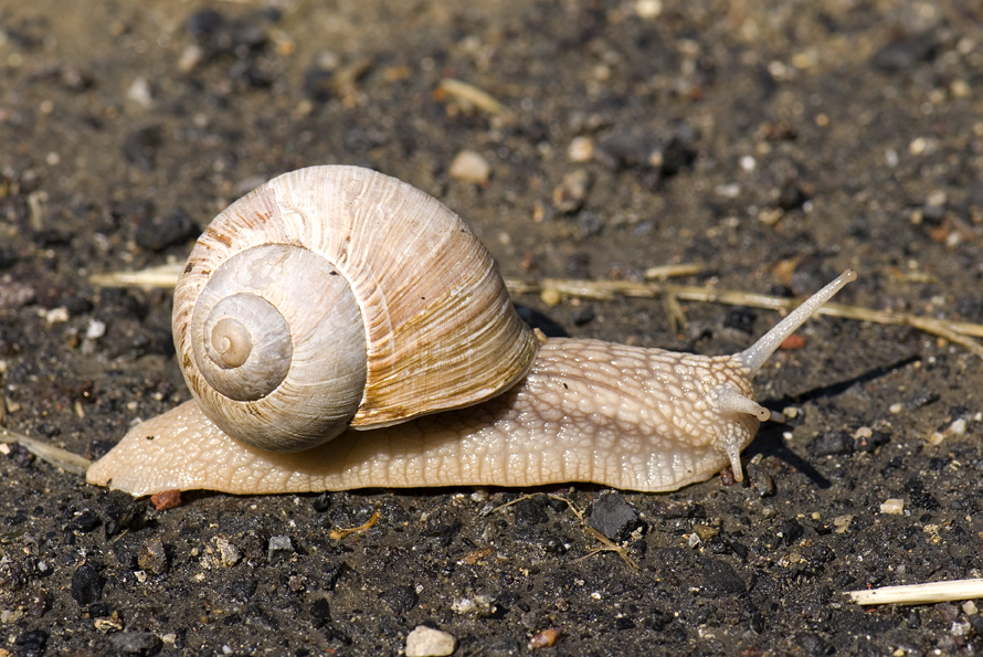 hlemýžď zahradní - Helix pomatia