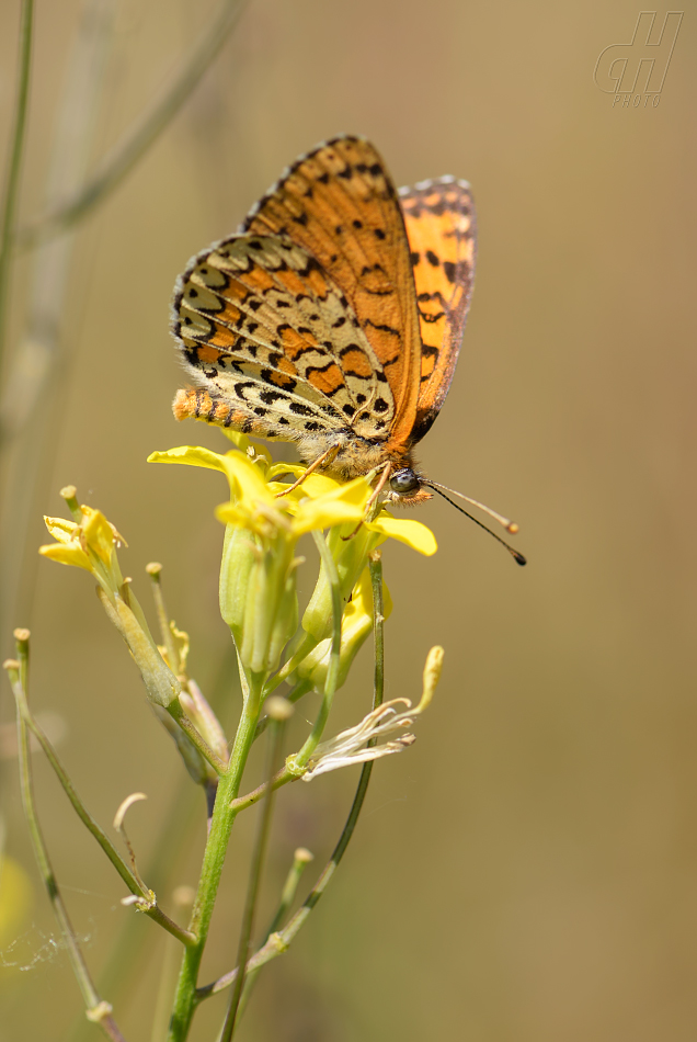 hnědásek jižní - Melitaea trivia