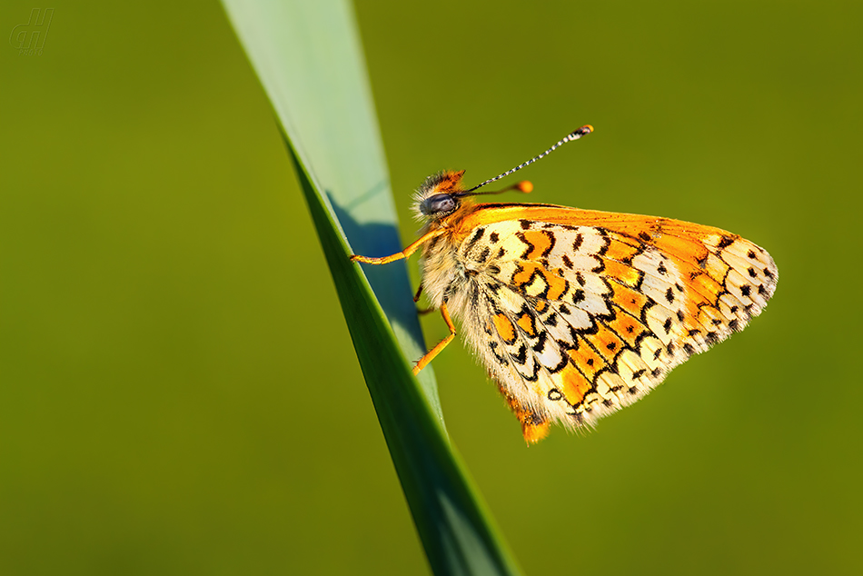 hnědásek kostkovaný - Melitaea cinxia