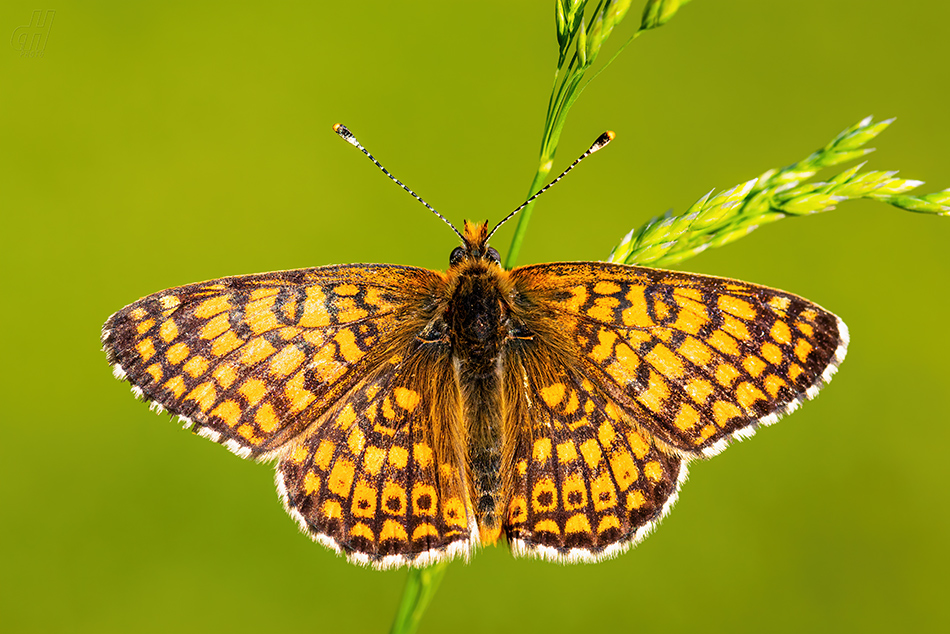 hnědásek kostkovaný - Melitaea cinxia