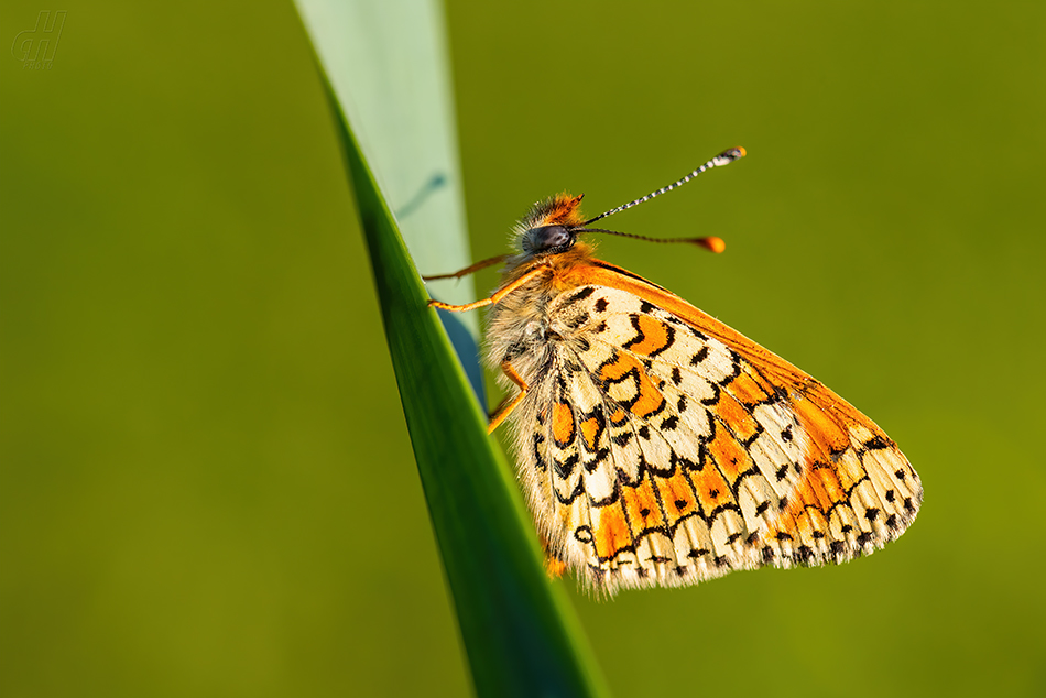 hnědásek kostkovaný - Melitaea cinxia