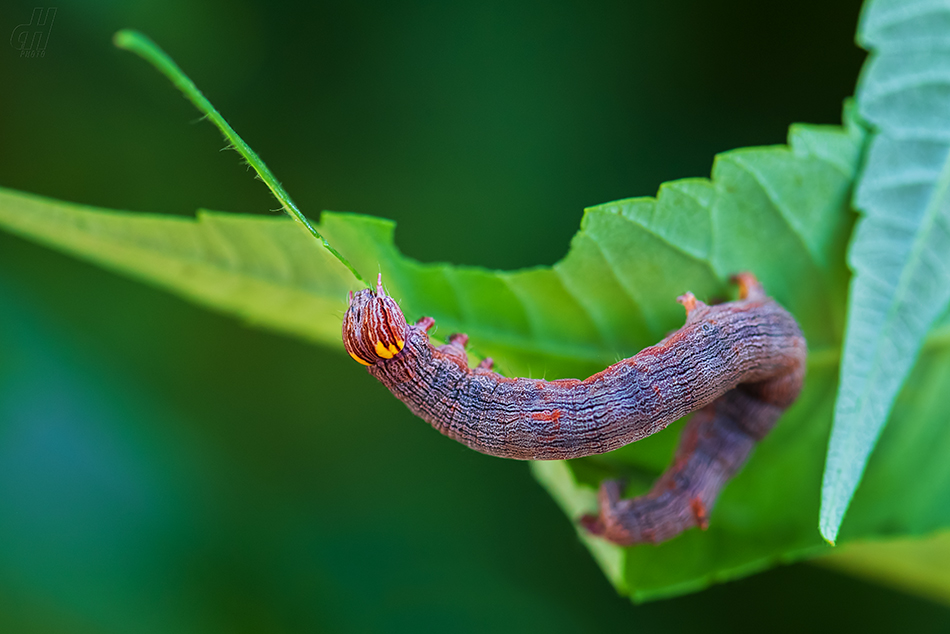 hnědopáska pistáciová - Ophiusa tirhaca