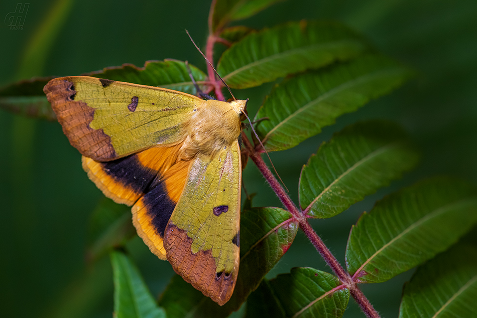 hnědopáska pistáciová - Ophiusa tirhaca