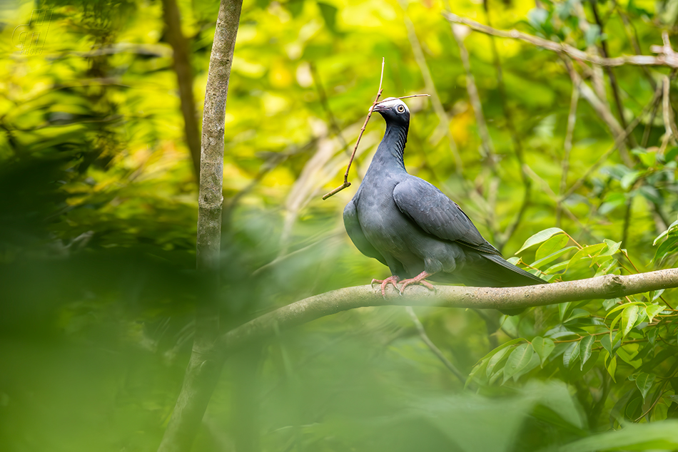 holub antilský - Patagioenas leucocephala