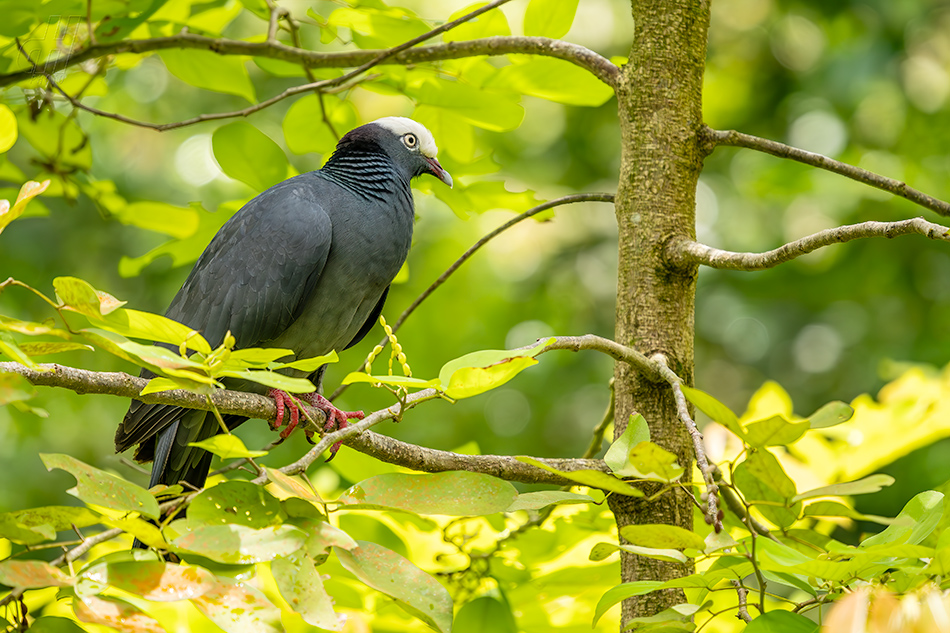 holub antilský - Patagioenas leucocephala