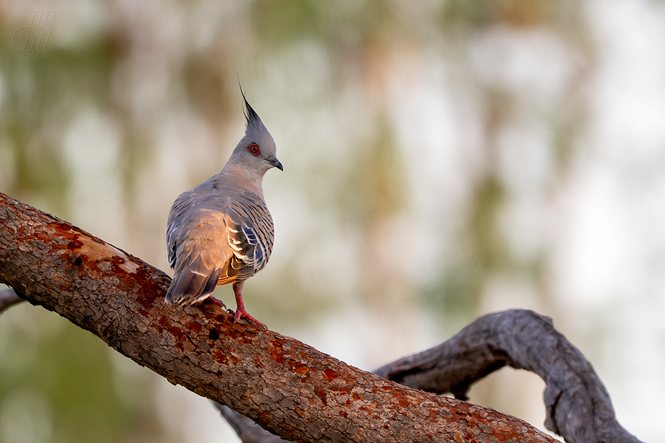 holub chocholatý - Ocyphaps lophotes