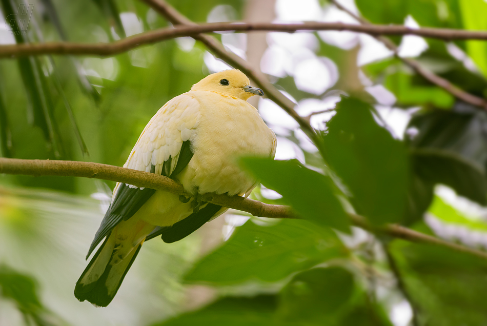 holub dvoubarvý - Ducula bicolor