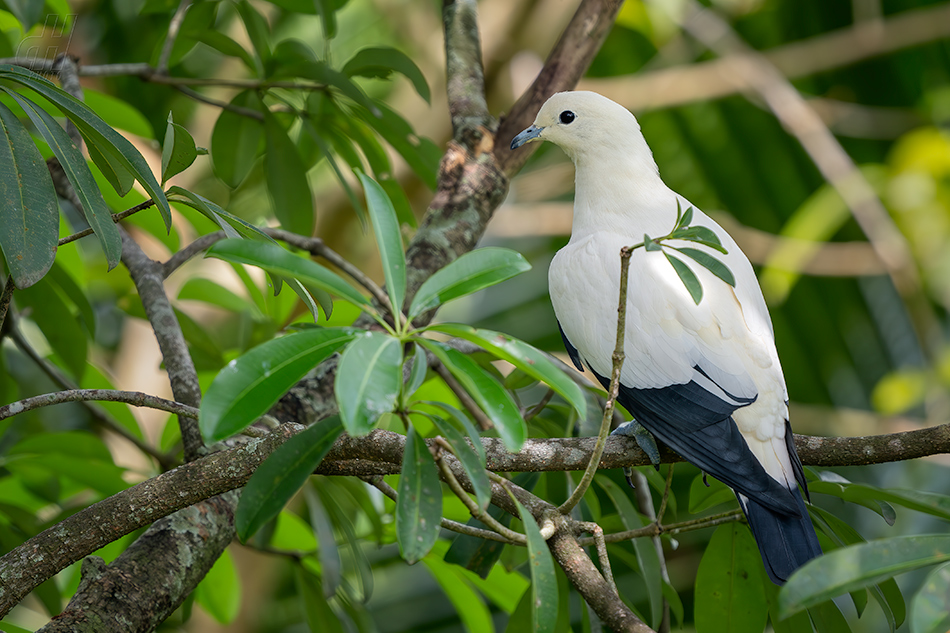 holub dvoubarvý - Ducula bicolor