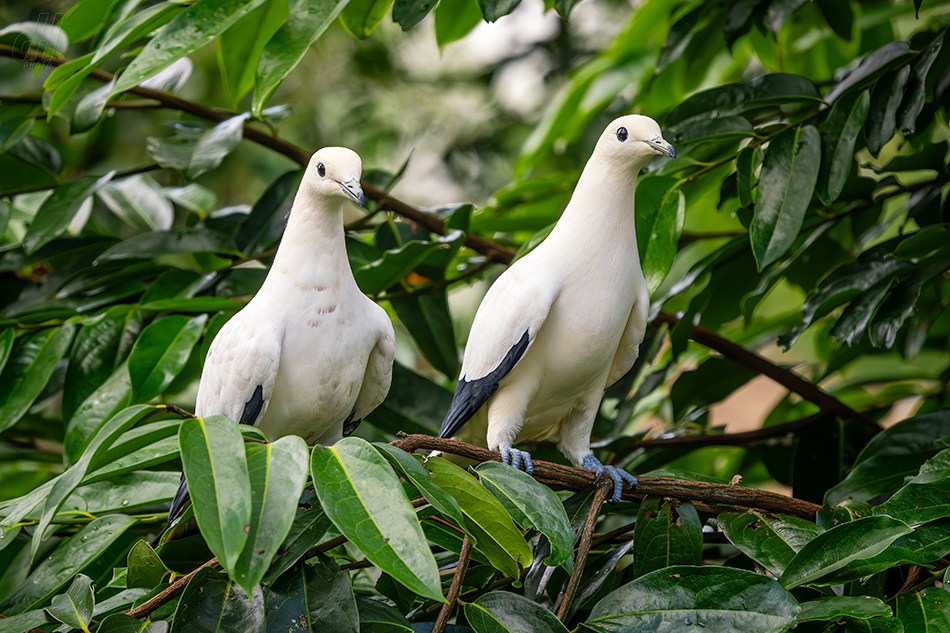 holub dvoubarvý - Ducula bicolor