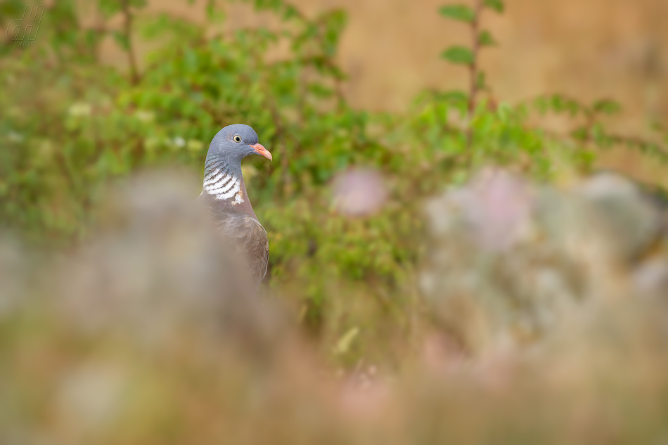 holub hřivnáč - Columba palumbus