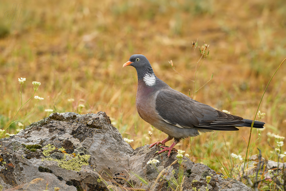 holub hřivnáč - Columba palumbus