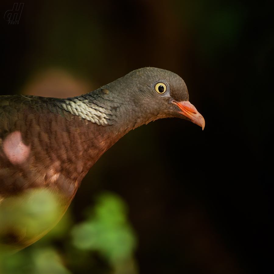 holub hřivnáč - Columba palumbus