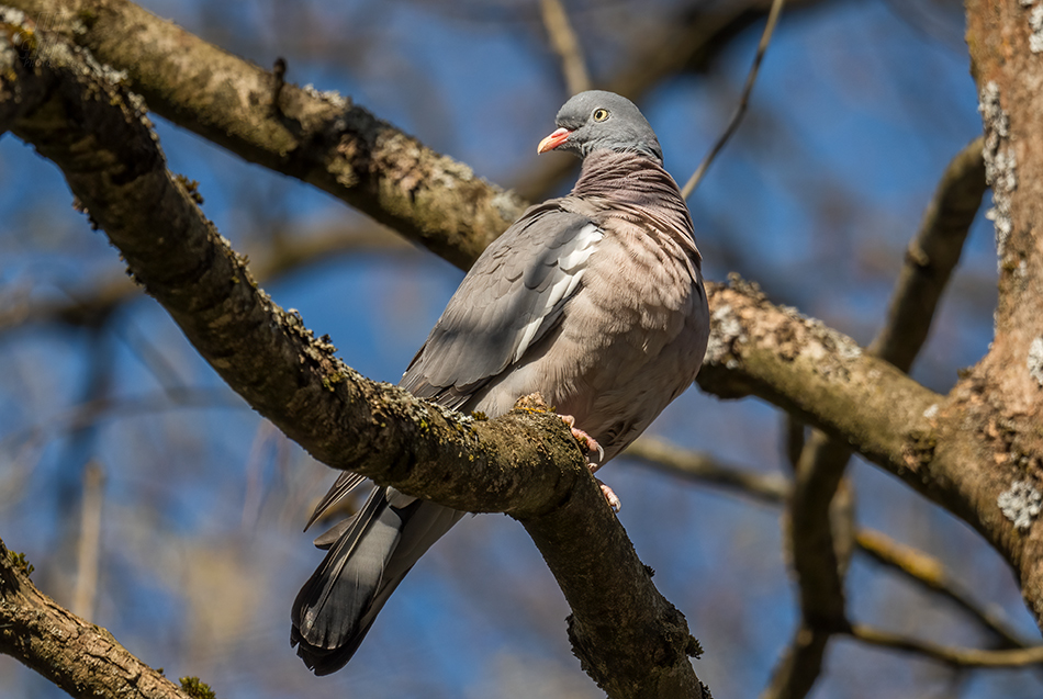 holub hřivnáč - Columba palumbus