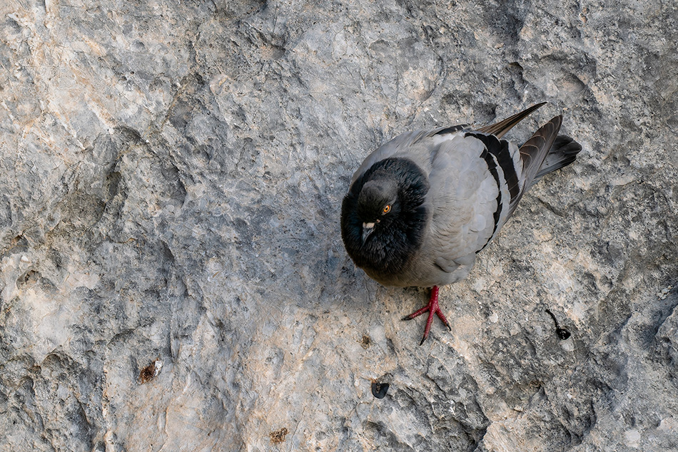 holub skalní - Columba livia
