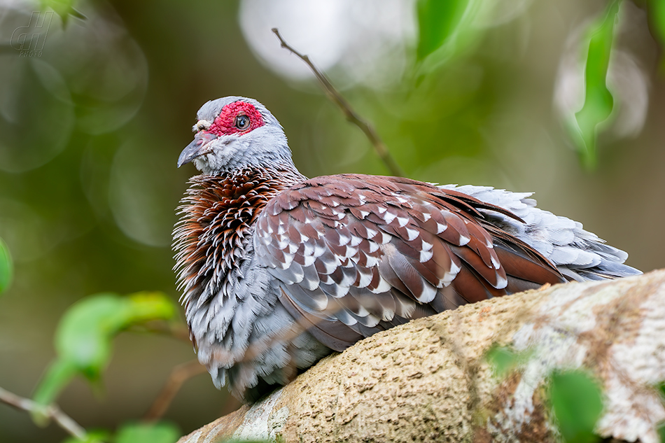 holub skvrnitý - Columba guinea