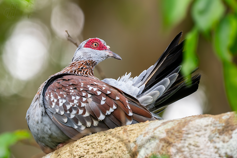 holub skvrnitý - Columba guinea