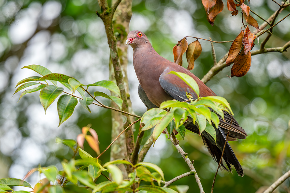 holub středoamerický - Patagioenas flavirostris