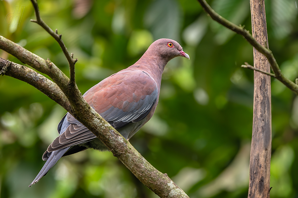 holub středoamerický - Patagioenas flavirostris