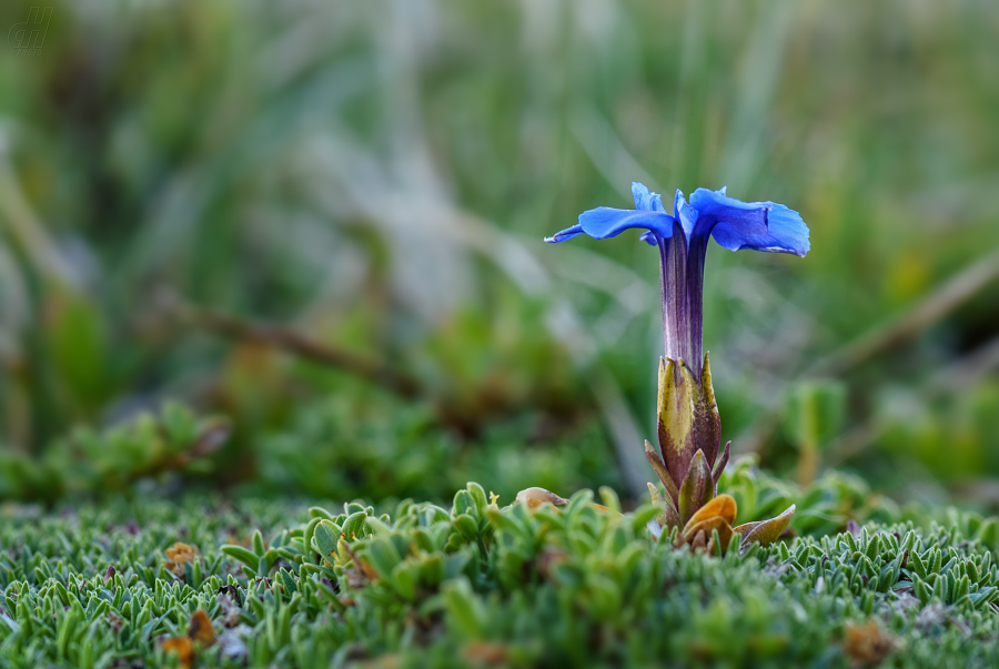 hořec jarní - Gentiana verna