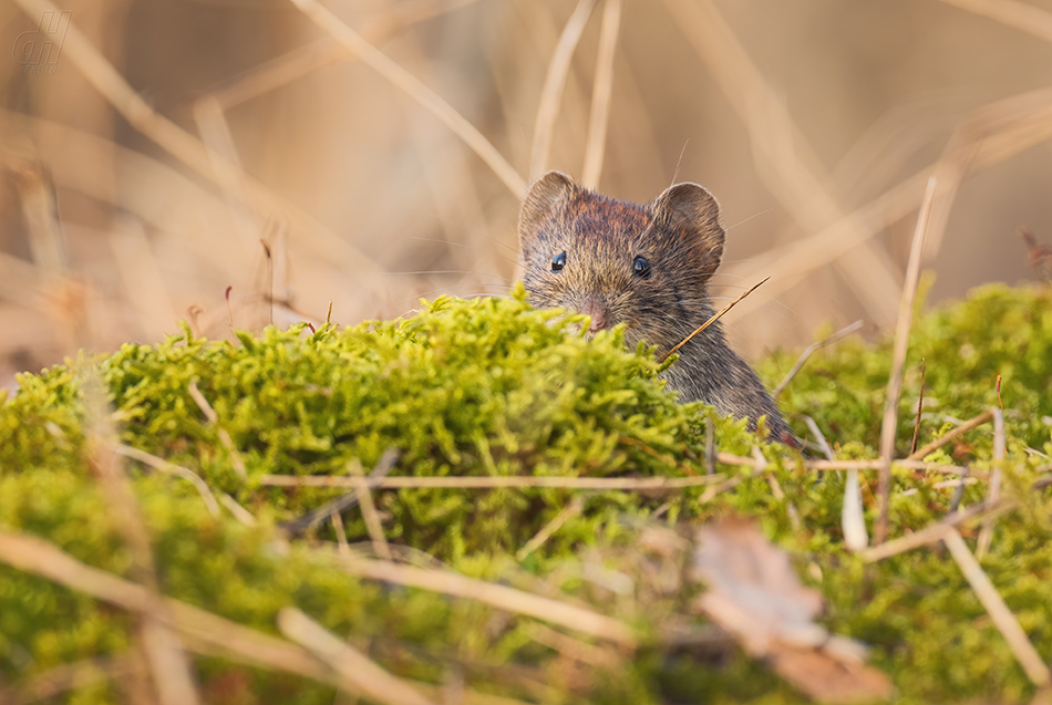 hraboš polní - Microtus arvalis