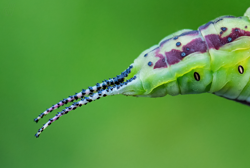 hranostajník vrbový - Cerura vinula