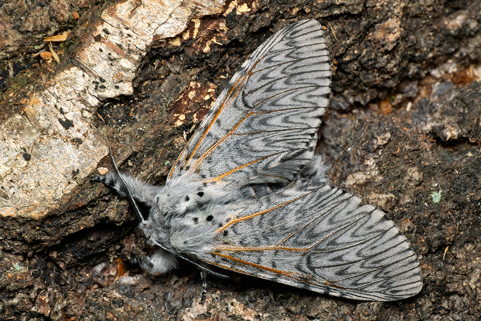 hranostajník vrbový - Cerura vinula