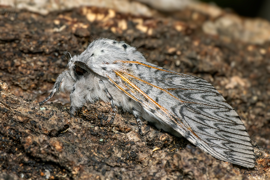 hranostajník vrbový - Cerura vinula