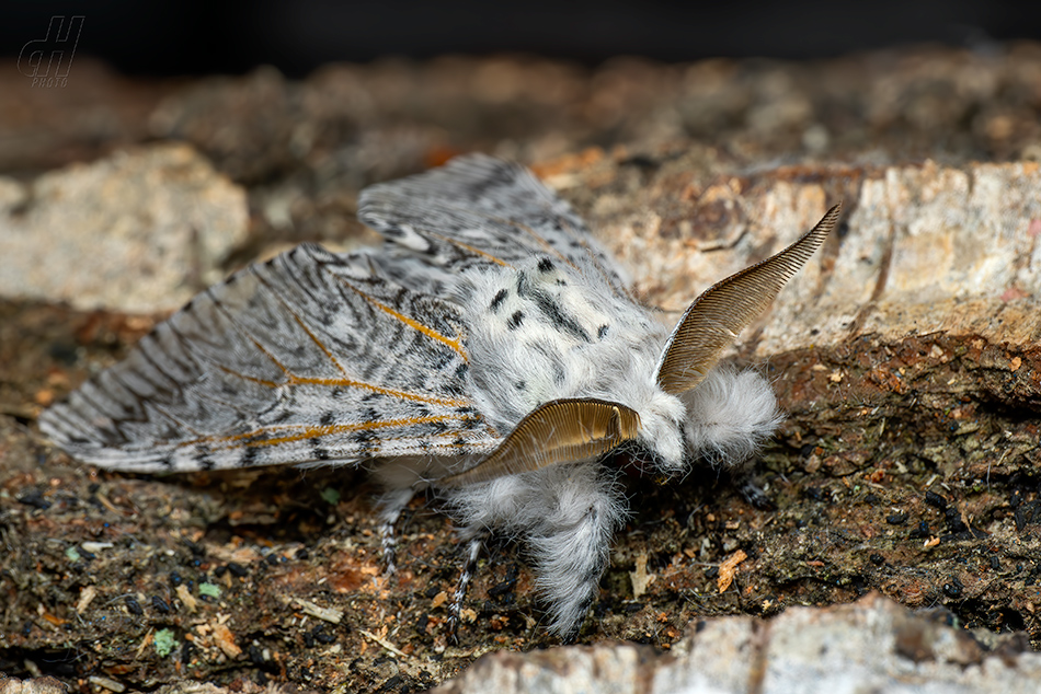 hranostajník vrbový - Cerura vinula