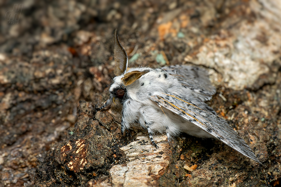 hranostajník vrbový - Cerura vinula