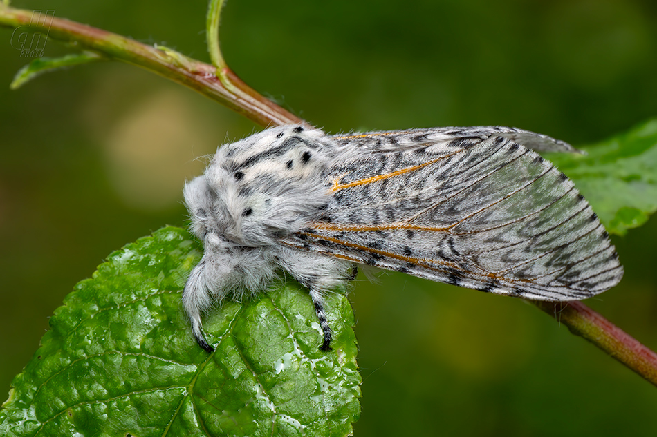 hranostajník vrbový - Cerura vinula