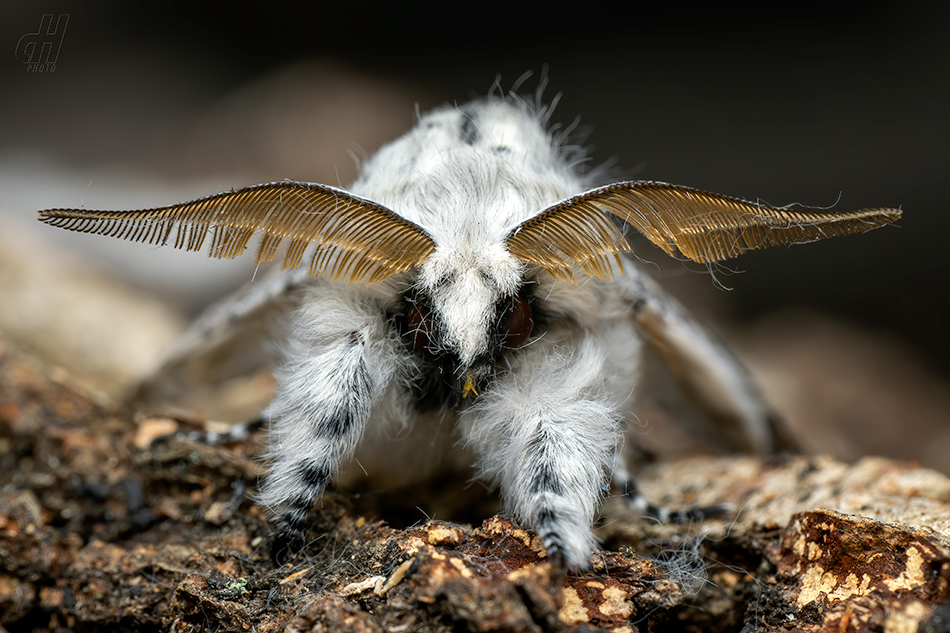 hranostajník vrbový - Cerura vinula