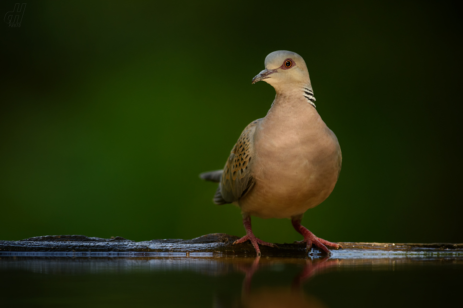 hrdlička divoká - Streptopelia turtur