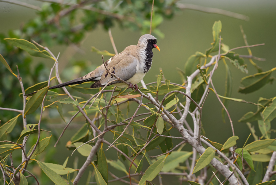 hrdlička kapská - Oena capensis