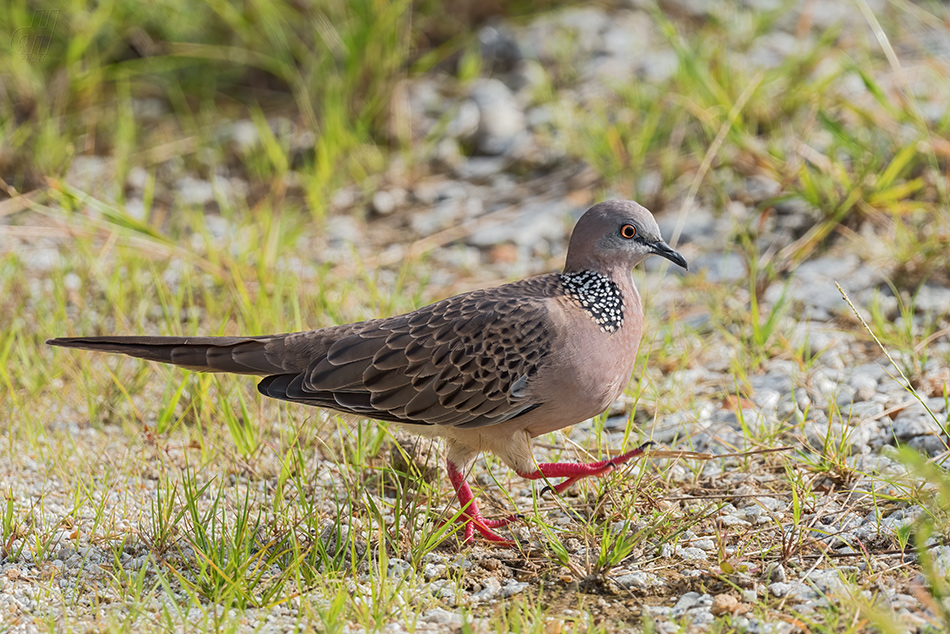 hrdlička kropenatá - Spilopelia chinensis