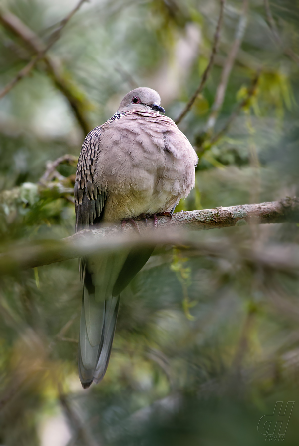 hrdlička kropenatá - Streptopelia chinensis